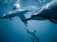 九游官网：开启游戏世界的智能入口